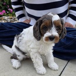 Cupcake - Tri-color female Cavapoo puppy in Sugarcreek, Ohio from True Hearted Doodles
