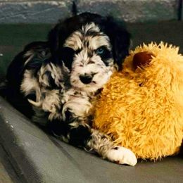 Aussiedoodles, Poodles, and Sheepadoodles from Moore Doodles and Poodles