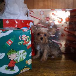 Elsa - Gold female Yorkshire Terrier puppy in Terrell, Texas from Ashley Nicole Ranch