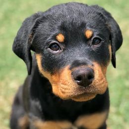 Rottweilers from Seau Leau Kennels