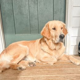 Cozy - Golden Retriever