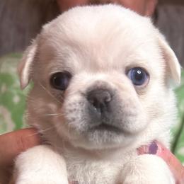 George - Cream male Pug puppy in Morgantown, West Virginia from Groovy Pugs