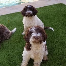 Lagotto Romagnolo Puppies from Crescendo Lagotto Romagnolos