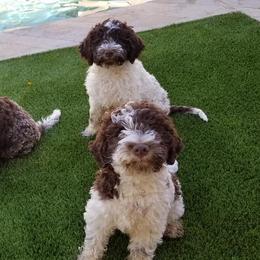 Lagotto Romagnolo Puppies from Crescendo Lagotto Romagnolos