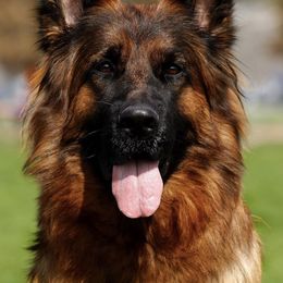 German Shepherd All Grown Up from German shepherd