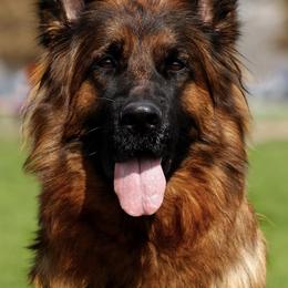 German Shepherd All Grown Up from German shepherd