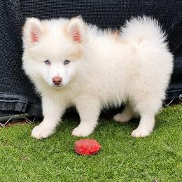Arthur - Red and white male Pomsky puppy in Winston, Oregon from Arctic Tails Spitz