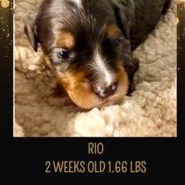 Rio (red ribbon) - Blue merle male Bernedoodle puppy in Fallbrook, California from BFF Bernedoodles