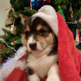 Pembroke Welsh Corgi Puppies from Iron Moss Ranch