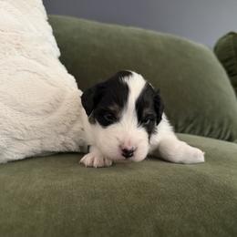 McClintock - Black tri-color male Australian Shepherd puppy in Plain City, Utah from Lost Creek Aussies