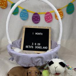 Dom - Cream male Dachshund puppy in Dickinson, Texas from Beth’s Doxieland