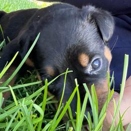 Artemis - Black and rust female Rottweiler puppy in Eagle Mountain, Utah from Woolley Darlings