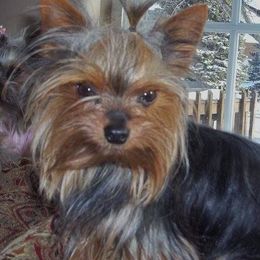 Yorkshire Terriers from Kelly's Fur-ever Friends