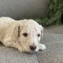 Poodle Puppies from Home of Doodles