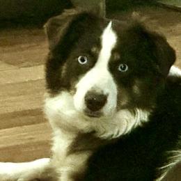 Ember - Miniature American Shepherd