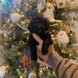 Caroline - Black female Havapoo puppy in Olympia, Washington from Che Bella Amore Lagotti