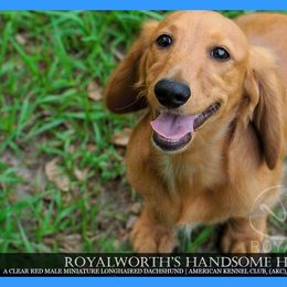 Holden - Red male Dachshund puppy in Inverness, Florida from Royalworth Kennel