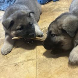 Norwegian Elkhound and Papillon Puppies from Mikanon