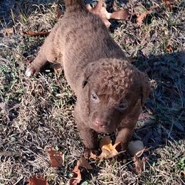 Pink - Brown female Chesapeake Bay Retriever puppy in Michigan from Blackwood Chesapeakes