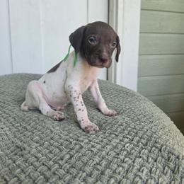 Green Boy - Liver and white male German Shorthaired Pointer puppy in Nampa, Idaho from Heart Mountain Cavaliers & Floating Feathers Kennel
