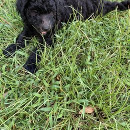 Labradoodle and Poodle All Grown Up from Nacadoodles