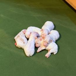 Boy 3 - Parti male Poodle puppy in Dunn, North Carolina from Sandy Creek Kennels