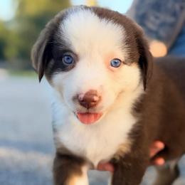 Finn AKC - Red tri-color male Australian Shepherd puppy in Polk City, Florida from Skaky Shepherds