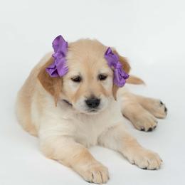 Golden Retriever Puppies from Valley County Goldens