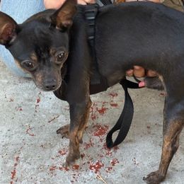 Chihuahuas from Agape Chihuahua