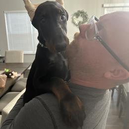Doberman Pinscher Puppies from Webb’s House of Doberman LLC