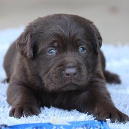 Blue collar - Chocolate male Labrador Retriever puppy in Marysville, California from Britt Labradors