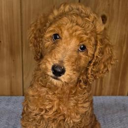 Amber - Apricot female Poodle puppy in Bonifay, Florida from Heavenly Poodles