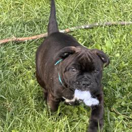 Boy 2 - male Staffordshire Bull Terrier puppy in Columbus, Ohio from Bullwark Staffordshire Bull Terriers