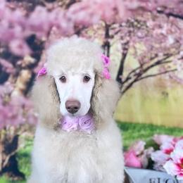 Poodle Puppies from Barbi's Standards