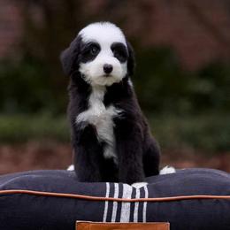 Panda - Black and white female Sheepadoodle puppy in Denham Springs, Louisiana from GimiPup Doodles