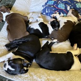 Boston Terrier Puppies from Mary's Puppy
