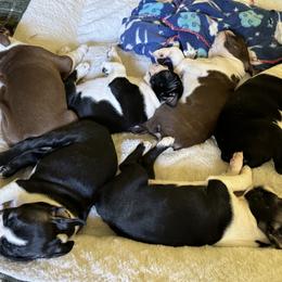 Boston Terrier Puppies from Mary's Puppy