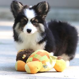 Pembroke Welsh Corgi Puppies from Cosmere Corgis
