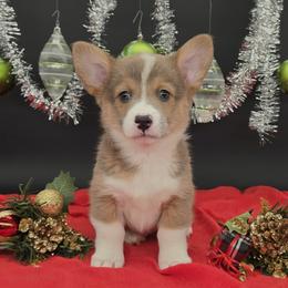 Wade (Gus) - Sable male Pembroke Welsh Corgi puppy in Dickeyville, Wisconsin from J&R Shepherds & Corgis
