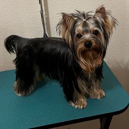 Yorkshire Terrier Puppies from Forget Me Knot Yorkies