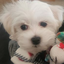 Maltese Puppies from ARIZONA MALTEE GEMS