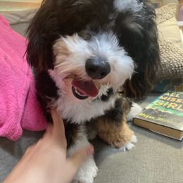 Bernedoodle and Goldendoodle Puppies from Paws 4 Doodles, LLC