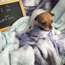 Girl 2 - White and tan female Toy Fox Terrier puppy in Briggs, Texas from TAC Team Kennels