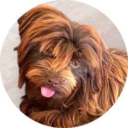 Godiva - Havanese