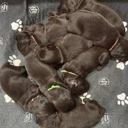 Boykin Spaniel puppies from Brier Ridge Kennels & Outfitters