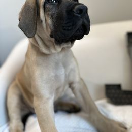 Mastiff Puppies from MLJ Mastiffs Florida