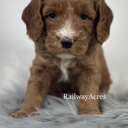 Buzz - Apricot male Goldendoodle puppy in Milford, Indiana from Railway Acres Kennel