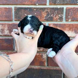 Delia - Tri-color female Bernedoodle puppy in Owasso, Oklahoma from Kallams Bernedoodles & Bernese Mountain Dogs