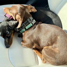 Dachshund All Grown Up from Courtney Robinson