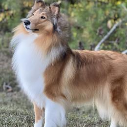 Collies from Edenmore collies